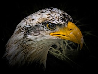 American bald eagle portrait. close-up view, its intricate feathers and distinctive yellow beak showcased against a softly blurred natural backdrop, evoking a sense of wild beauty.