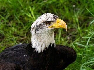 American bald eagle portrait. close-up view, its intricate feathers and distinctive yellow beak showcased against a softly blurred natural backdrop, evoking a sense of wild beauty.