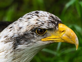 American bald eagle portrait. close-up view, its intricate feathers and distinctive yellow beak showcased against a softly blurred natural backdrop, evoking a sense of wild beauty.