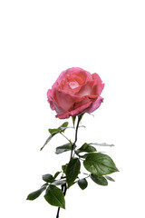 Fototapeta premium pink rose
