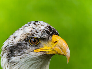 American bald eagle portrait. close-up view, its intricate feathers and distinctive yellow beak showcased against a softly blurred natural backdrop, evoking a sense of wild beauty.