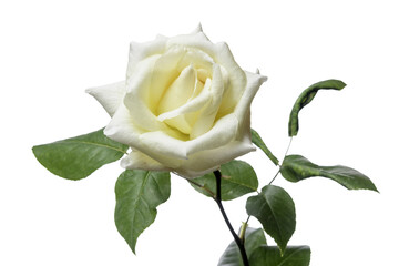 Obraz premium white rose