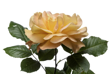 yellow rose