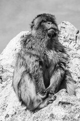 Portrait of a monkey from the population of Barbary macaque apes (macaca sylvanus) in Gibraltar in black and white