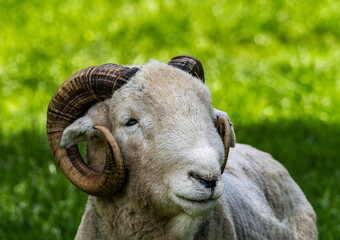 Wooly White Ram Sheep Laying Down in a Field. A majestic ram with large horns stands tall