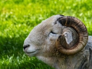 Wooly White Ram Sheep Laying Down in a Field. A majestic ram with large horns stands tall