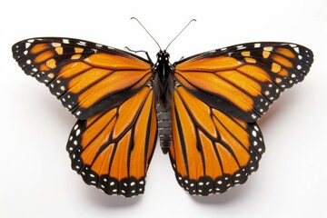 Fototapeta premium Macro Closeup of Monarch Butterfly on White Background, Detailed Insect Photography, High Resolution Wildlife Image, Environmental Focus
