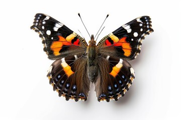 Naklejka premium Macro Shot of Red Admiral Butterfly Closeup, Detailed Insect with Vibrant Colors, Isolated on White Background