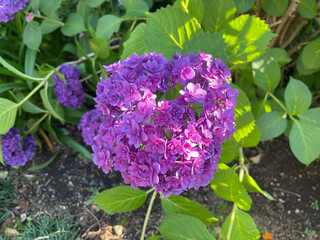 紫の紫陽花　アップ