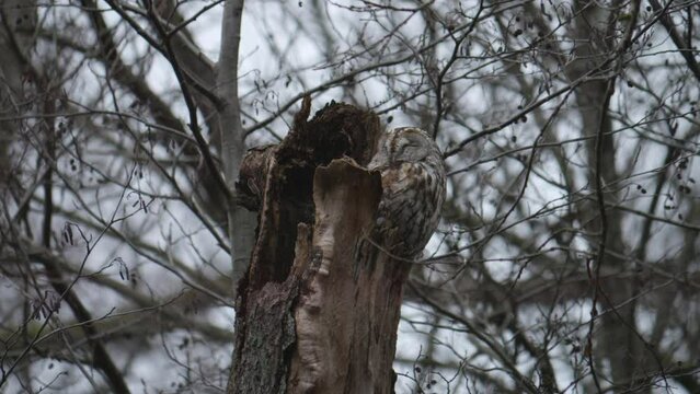 Tierd Tawny Owl Sleeping on Top of Tree in Rural Forest at Winter