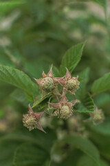 berries of unripe raspberries on a bush. ripening of berries. growing raspberry bushes at home