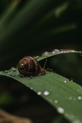 a large brown snail on a green leaf after the rain. snail mucin in skin care. modern cosmetology