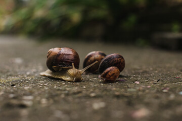 big brown snails on the asphalt wet after the rain