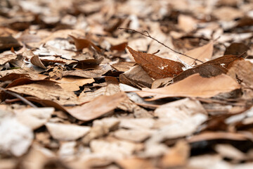 落ち葉の上に落ちた枯れ葉
