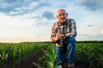 Portrait of senior farmer standing in corn field looking at camera at sunset.