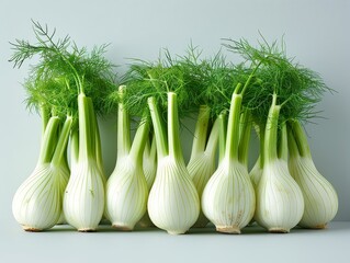 Fresh fennel bulbs and fronds  with light enhancing their vibrant green and white colors and aromatic qualities, valued for their digestive and antioxidant benefits. 
