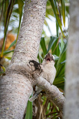 Laughing Kookaburra in tree