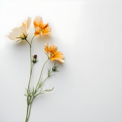 a bunch of yellow flowers that are on a white background. copy space. minimalism mobile wallpaper
