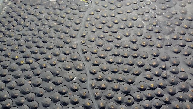 Aerial top down drone view of Malvasia grapes growing in topsoil covered in lapilli in La Geria Lanzarote the low curved walls protect the vines from the constant drying wind 4k resolution quality