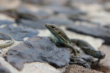 Madeira Eidechse, Teira dugesii, Madeiran wall lizard