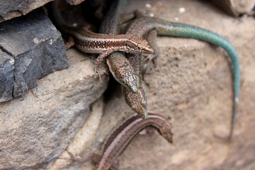 Madeira Eidechse, Teira dugesii, Madeiran wall lizard