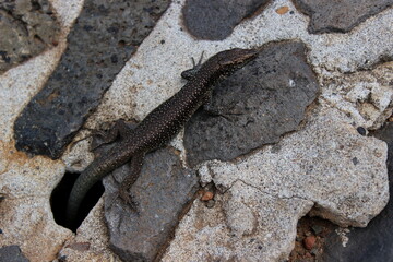 Madeira Eidechse, Teira dugesii, Madeiran wall lizard