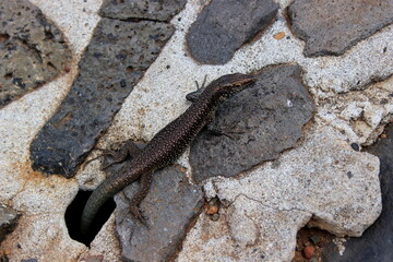 Madeira Eidechse, Teira dugesii, Madeiran wall lizard