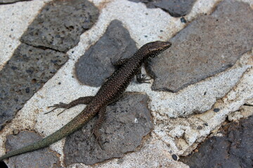 Madeira Eidechse, Teira dugesii, Madeiran wall lizard