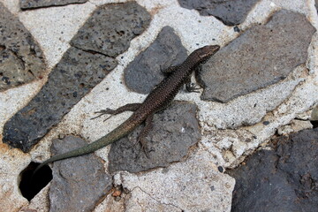 Madeira Eidechse, Teira dugesii, Madeiran wall lizard