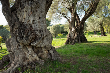 Mediterranean landscape of ancient millenary olive forest trees at the evening light. Detailed tree...