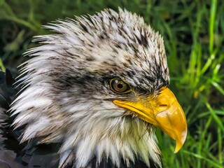 American bald eagle portrait. close-up view, its intricate feathers and distinctive yellow beak showcased against a softly blurred natural backdrop, evoking a sense of wild beauty.