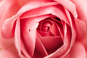 Pétales de rose en gros plan