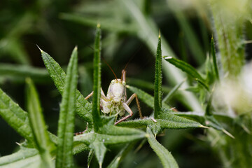 Sauterelle gros plan yeux sur un chardon