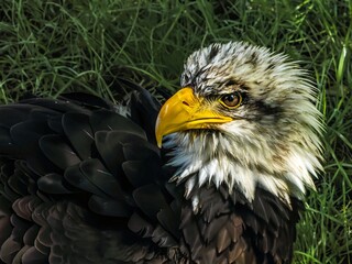 American bald eagle portrait. close-up view, its intricate feathers and distinctive yellow beak showcased against a softly blurred natural backdrop, evoking a sense of wild beauty.