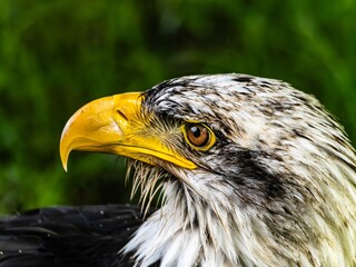American bald eagle portrait. close-up view, its intricate feathers and distinctive yellow beak showcased against a softly blurred natural backdrop, evoking a sense of wild beauty.