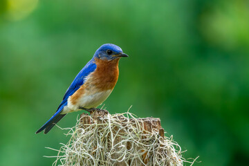 Bluebird perched on a stump