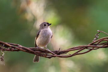 Tufted Titmouse Perched on a vine