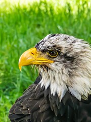 American bald eagle portrait. close-up view, its intricate feathers and distinctive yellow beak showcased against a softly blurred natural backdrop, evoking a sense of wild beauty.