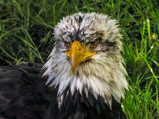 American bald eagle portrait. close-up view, its intricate feathers and distinctive yellow beak...