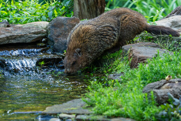 Groundhog drinking from stream