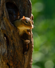 Chipmunk