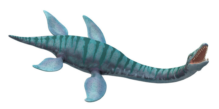 Plesiosaurus isolated on a Transparent Background