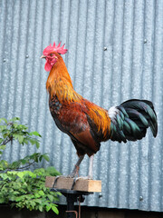 Colorful male rooster in the yard

