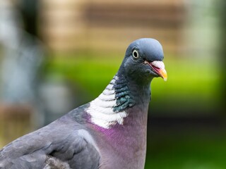 Common wood pigeon close portrait with detailed feathers. profile of the head of a Woodpigeon (Columba palumbus) with a natural green background