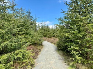 trail in the woods, Calary, Ballinastoe, Ireland
