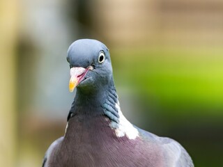 Common wood pigeon close portrait with detailed feathers. profile of the head of a Woodpigeon (Columba palumbus) with a natural green background