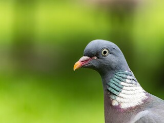 Common wood pigeon close portrait with detailed feathers. profile of the head of a Woodpigeon (Columba palumbus) with a natural green background