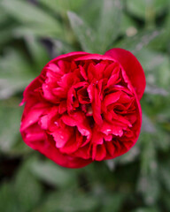 Closeup view of common peony, a species of Peonies, paeoia flowers texture background.