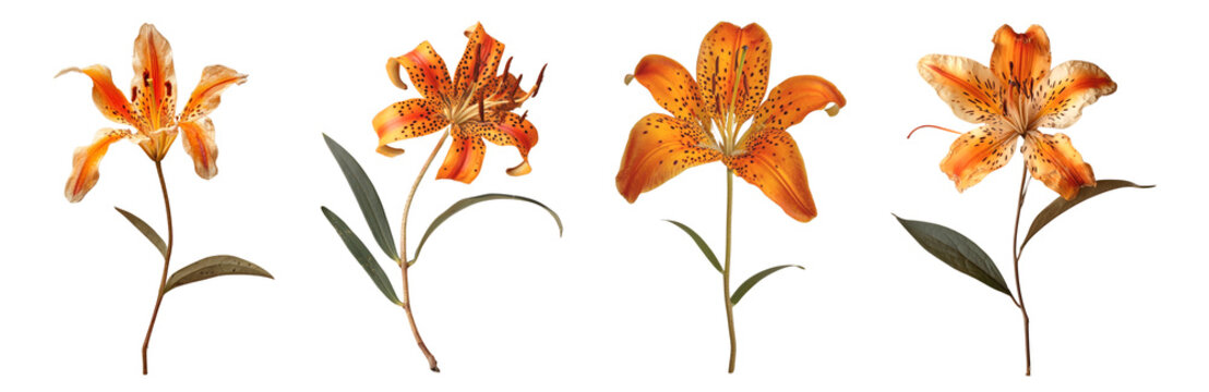 Real Pressed tiger lilly flowers  set