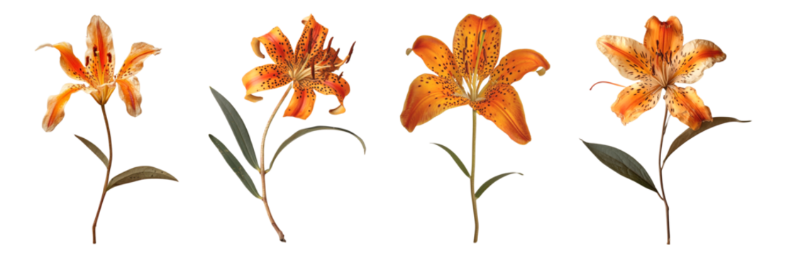 Real Pressed tiger lilly flowers  set - Powered by Adobe